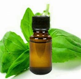 Basil Essential Oil